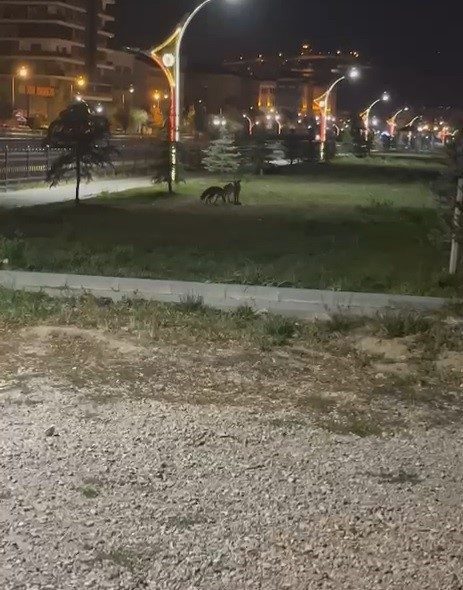 Bayburt’ta şehir merkezine inen iki tilki, gece saatlerinde birbirleriyle oynarken