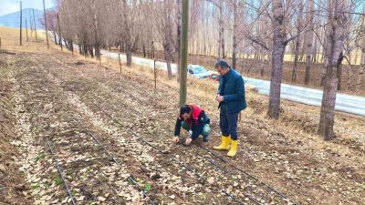 Bayburt İl Tarım ve Orman Müdürlüğü ekipleri tarafından Yaylapınar ve