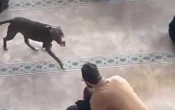 Kocaeli’nin Çayırova ilçesinde, cuma namazı öncesinde vaazın sürdüğü esnada pitbull