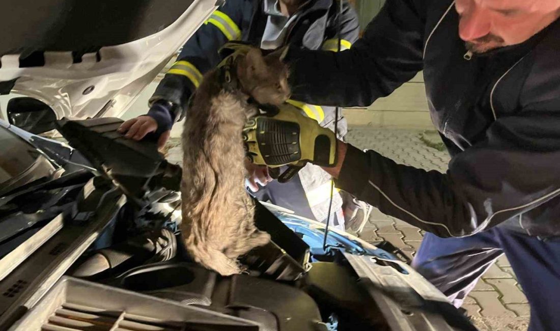 Erzincan’da park halindeki bir aracın motor kısmına sıkışan kedi, itfaiye