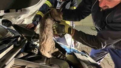 Erzincan’da park halindeki bir aracın motor kısmına sıkışan kedi, itfaiye