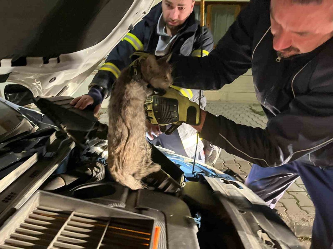 Erzincan’da park halindeki bir aracın motor kısmına sıkışan kedi, itfaiye