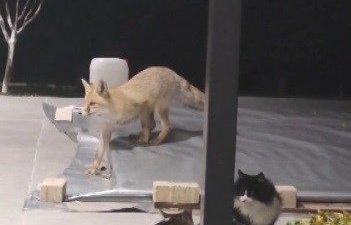 Erzincan’da bir tilki, evin bahçesine girerek kedilerin mamasına yöneldi. Kedilerin