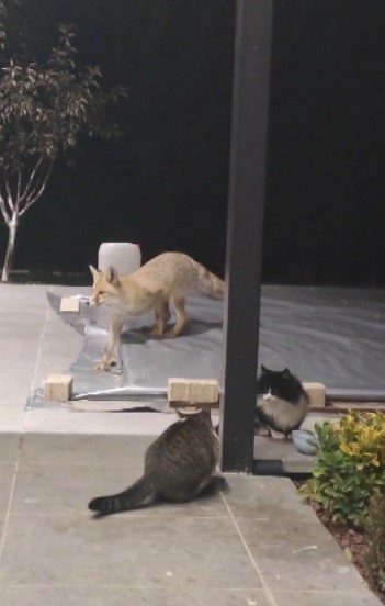 Erzincan’da bir tilki, evin bahçesine girerek kedilerin mamasına yöneldi. Kedilerin