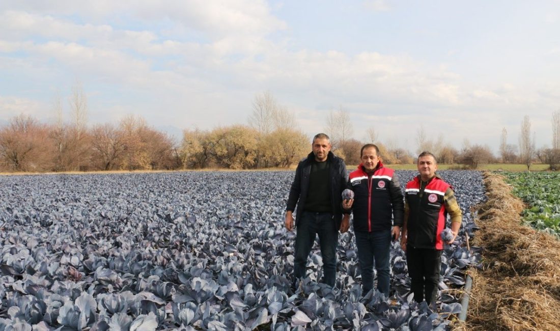 Erzincan’ın mikroklima iklimi sayesinde Aralık ayında brokoli, karnabahar ve mor