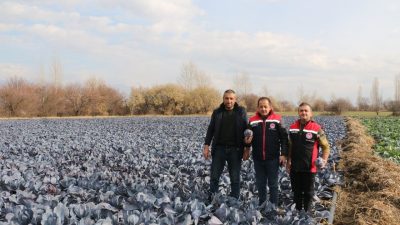 Erzincan’ın mikroklima iklimi sayesinde Aralık ayında brokoli, karnabahar ve mor