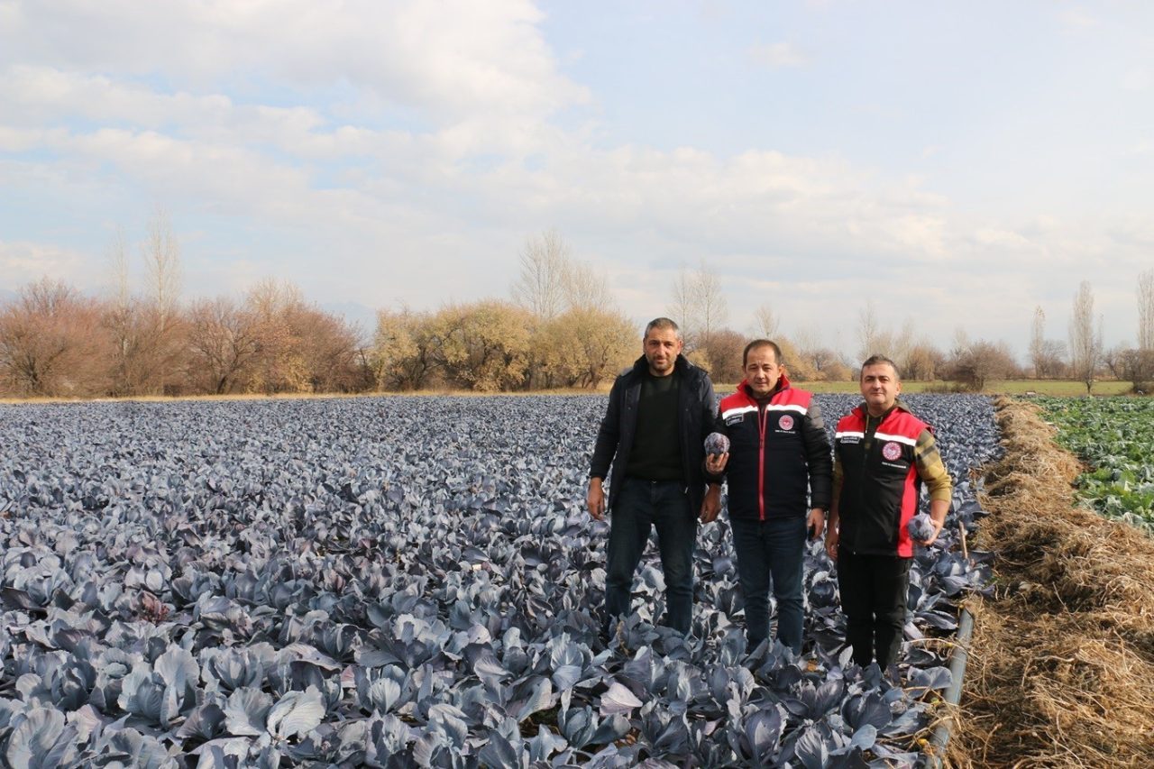 Erzincan’ın mikroklima iklimi sayesinde Aralık ayında brokoli, karnabahar ve mor