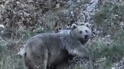 Erzincan’ın Sazlıpınar köyünde küçükbaş hayvan yetiştiriciliği yapan ve kendi sürüsüne