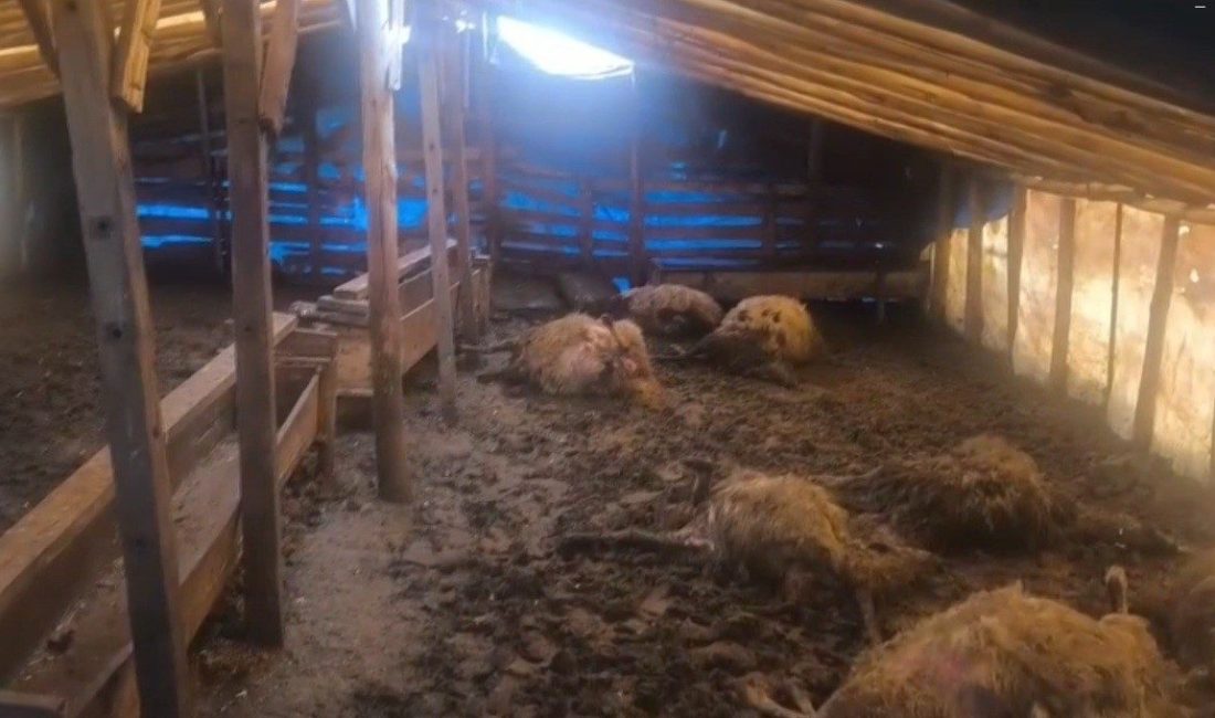 Erzincan’ın Otlukbeli ilçesinde kurtların ahıra girmesi sonucu 10 koyun telef