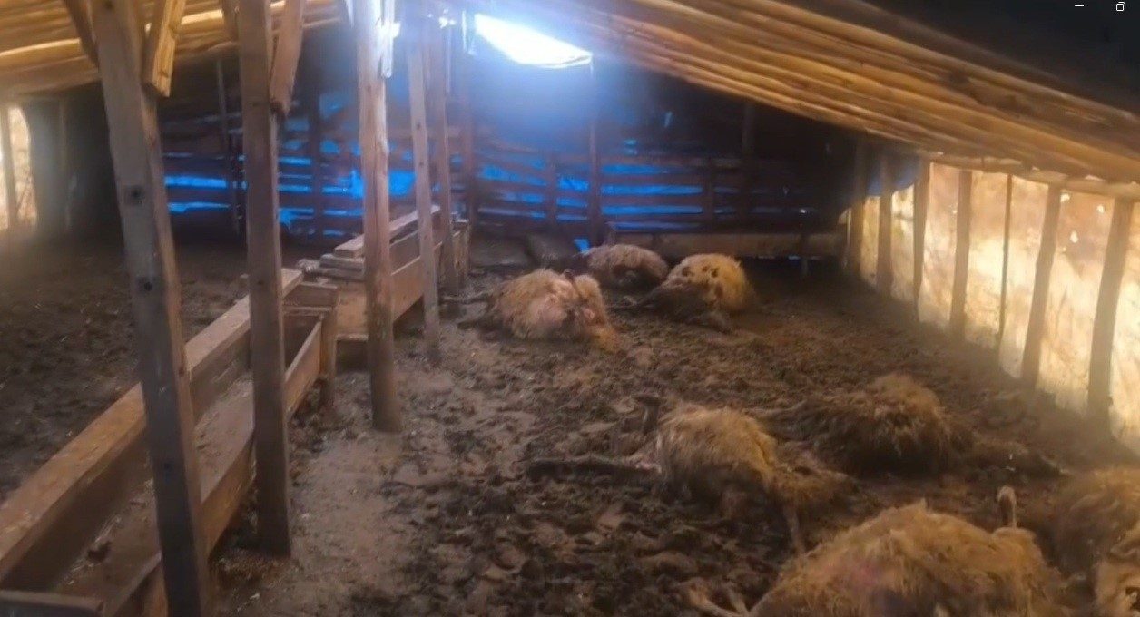 Erzincan’ın Otlukbeli ilçesinde kurtların ahıra girmesi sonucu 10 koyun telef