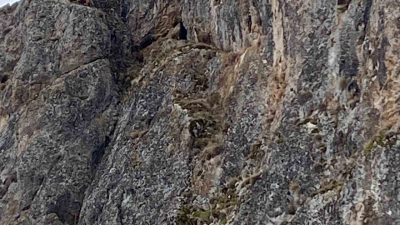 Tatlısu köyünde sarp kayalıklarda sıkışan Gültekin Sert’e ait 10 keçiyi