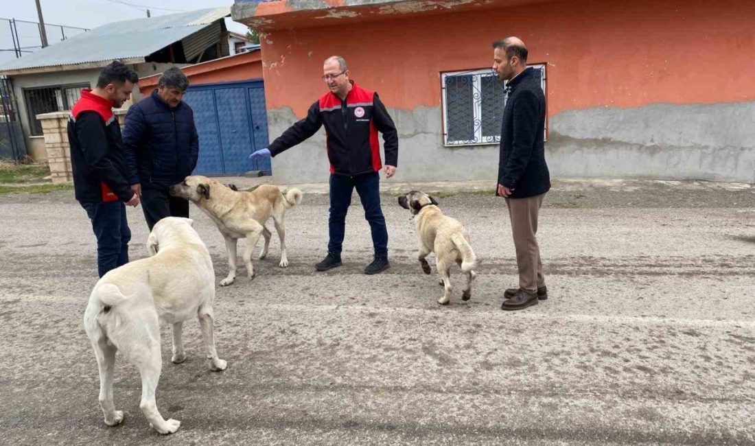 Erzincan’da başıboş sokak köpekleri, kuduz hastalığına karşı oral aşıyla korunuyor.