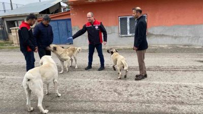 Erzincan’da başıboş sokak köpekleri, kuduz hastalığına karşı oral aşıyla korunuyor.