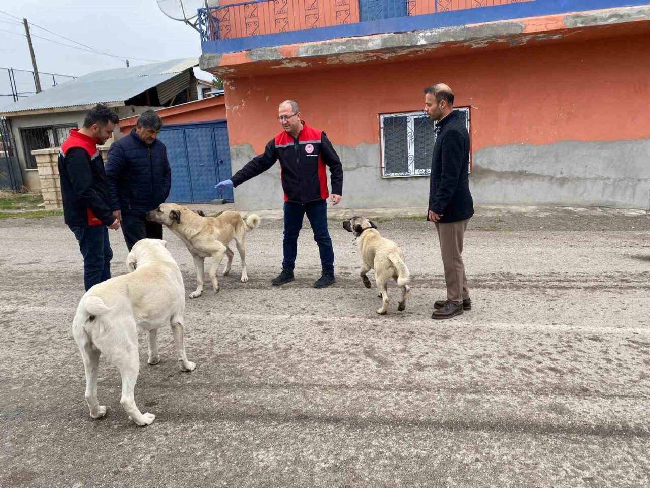 Erzincan’da başıboş sokak köpekleri, kuduz hastalığına karşı oral aşıyla korunuyor.