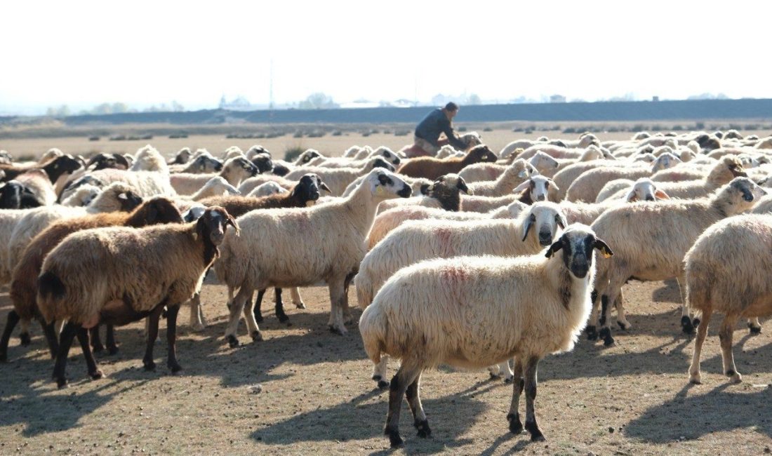 Erzincan’da kar yağışsız, kurak geçen Aralık ayında havalarında sıcak gitmesiyle