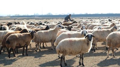 Erzincan’da kar yağışsız, kurak geçen Aralık ayında havalarında sıcak gitmesiyle