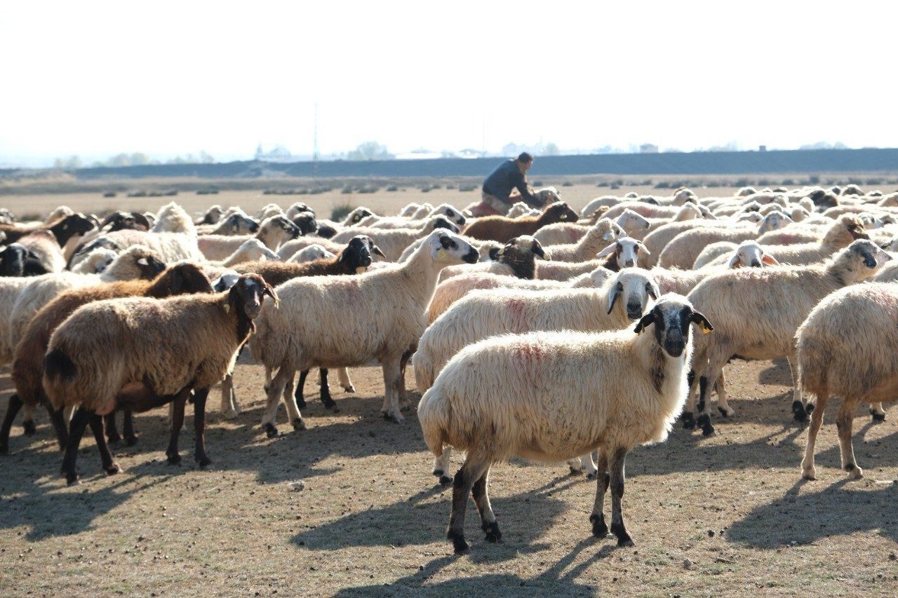 Erzincan’da kar yağışsız, kurak geçen Aralık ayında havalarında sıcak gitmesiyle