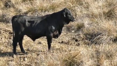 Erzincan’ın Sazlıpınar köyünde küçükbaş hayvan yetiştiriciliği yapan ve sosyal medyada