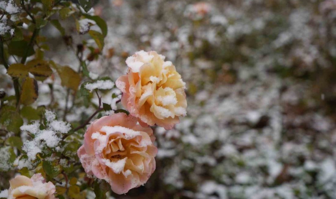 Gümüşhane kent merkezine mevsimin ilk karı sabah saatlerinde düştü. Gümüşhane