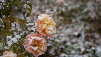 Gümüşhane kent merkezine mevsimin ilk karı sabah saatlerinde düştü. Gümüşhane