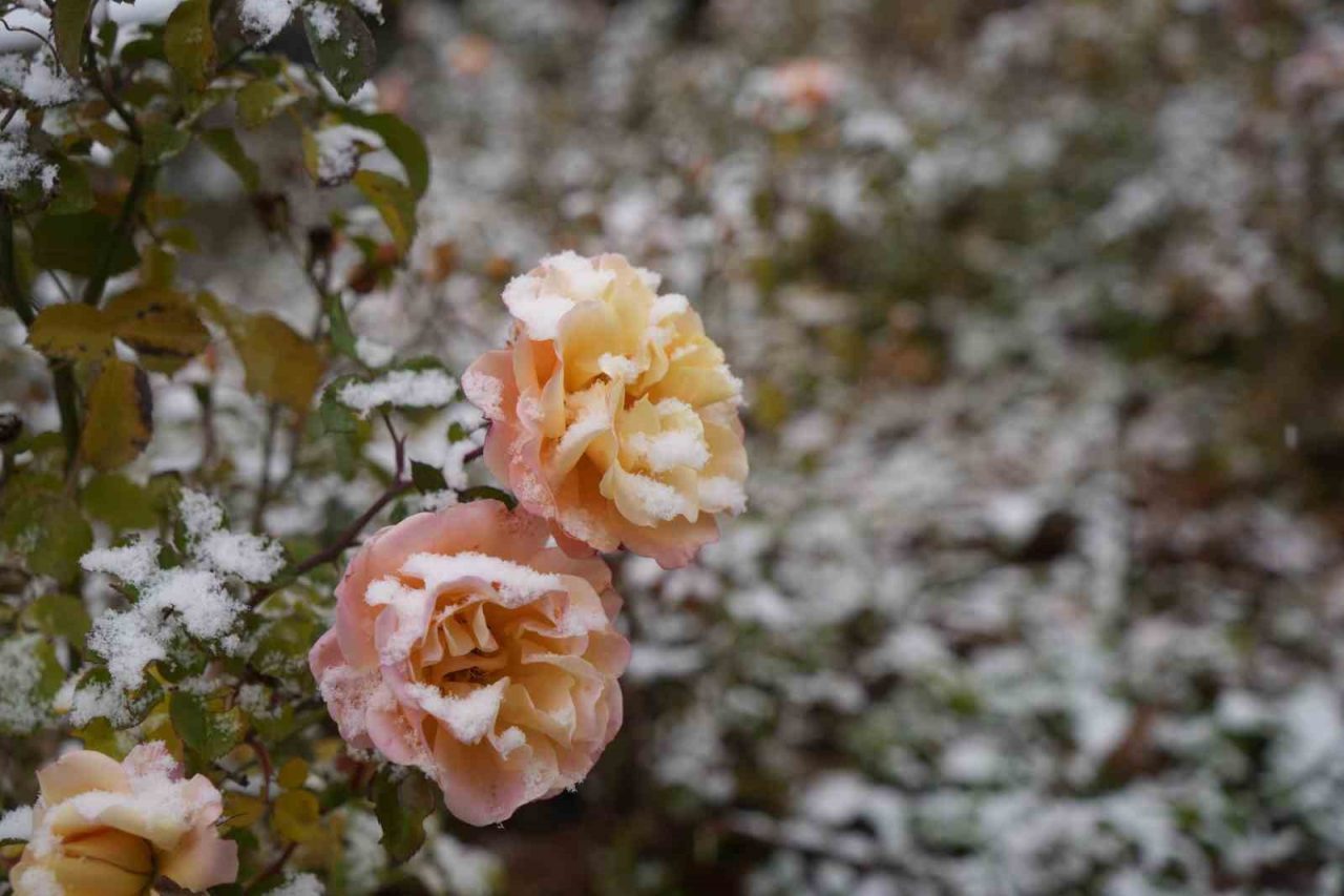 Gümüşhane kent merkezine mevsimin ilk karı sabah saatlerinde düştü. Gümüşhane