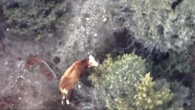 Amasya’da ineği kaybolan çiftçinin imdadına AFAD ve jandarma ekipleri yetişti.