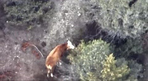 Amasya’da ineği kaybolan çiftçinin imdadına AFAD ve jandarma ekipleri yetişti.