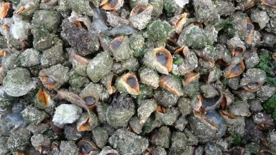 Karadeniz’de son dönemde en büyük ekolojik baskıyı oluşturan türlerin başında