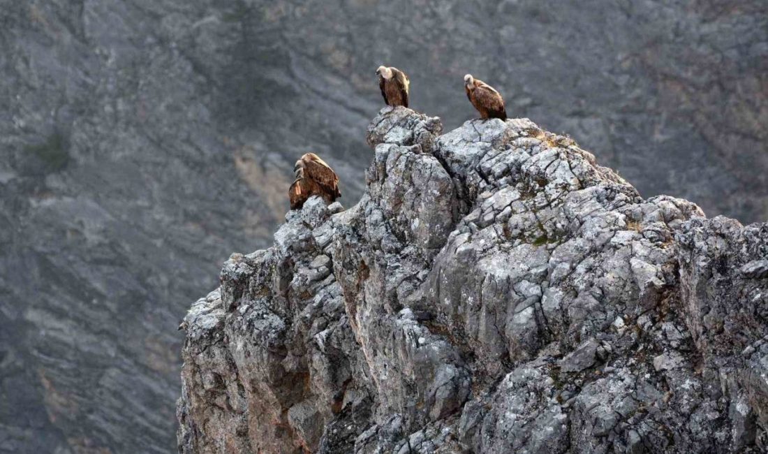 Erzincan’ın Kemaliye ilçesinde, yaban hayatı fotoğrafçıları Osman Topaloğlu ve Arda