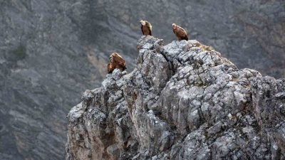 Erzincan’ın Kemaliye ilçesinde, yaban hayatı fotoğrafçıları Osman Topaloğlu ve Arda