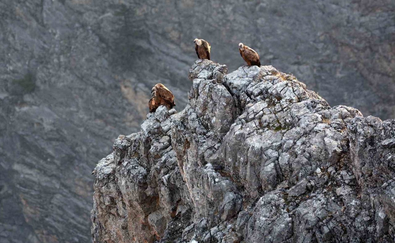 Erzincan’ın Kemaliye ilçesinde, yaban hayatı fotoğrafçıları Osman Topaloğlu ve Arda
