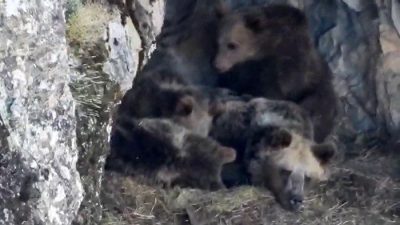 Erzurum’un İspir ilçesinde kış uykusuna yatmaya hazırlanan ayı ailesi cep