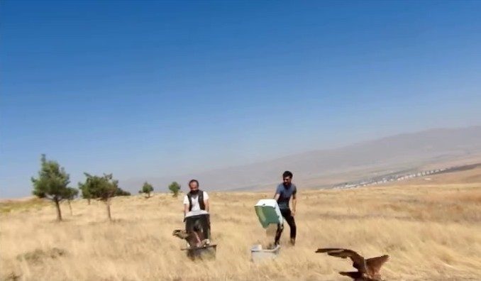 Erzurum’da bitkin halde bulunan iki kızıl şahin tedavi ve bakımlarının