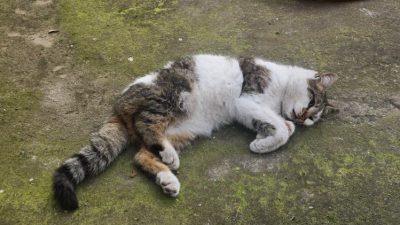 Amasya’nın Merzifon ilçesinde demir korkuluğa saplanan kediyi itfaiye ekipleri kurtardı.