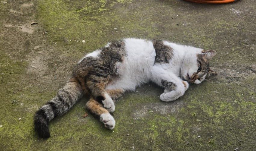 Amasya’nın Merzifon ilçesinde demir korkuluğa saplanan kediyi itfaiye ekipleri kurtardı.