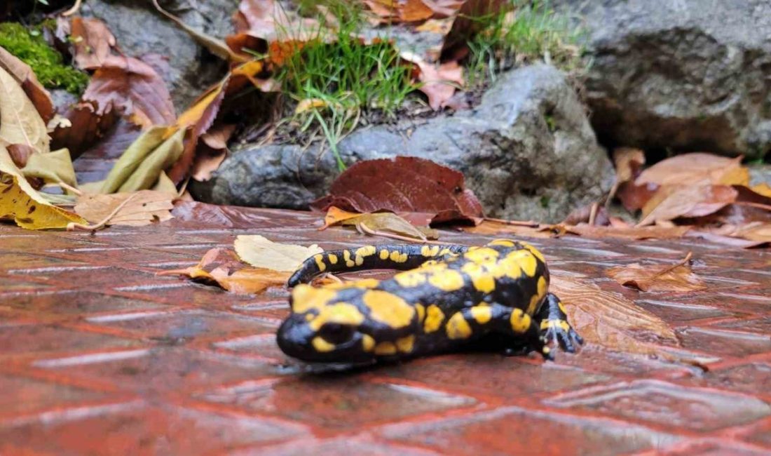 Koruma altındaki “Benekli Semenderler” Erzincan’ın Kemaliye ilçesinde görüntülendi. Kemaliye’de doğa