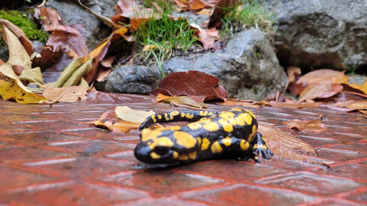 Koruma altındaki “Benekli Semenderler” Erzincan’ın Kemaliye ilçesinde görüntülendi. Kemaliye’de doğa