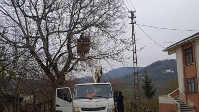 Ordu’nun Kumru ilçesinde elektrik tellerine temas eden ağaç dalları planlı
