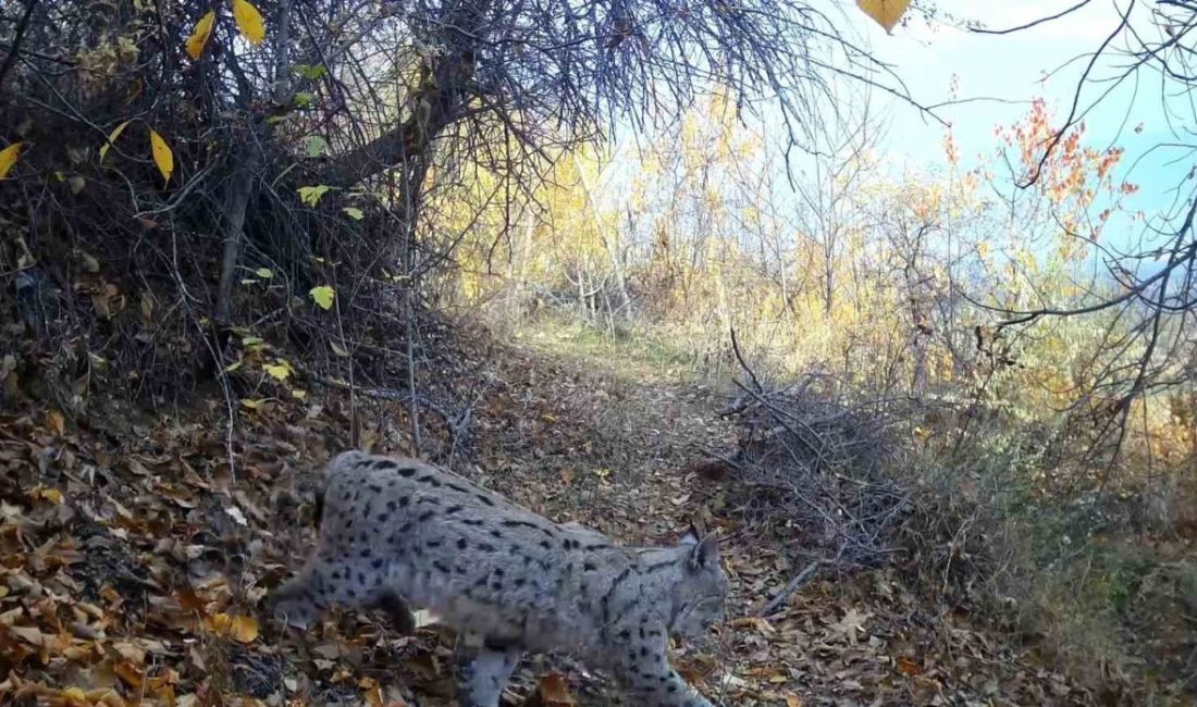 Nesli tükenme tehlikesi altında olduğu için koruma altına alınan vaşak,