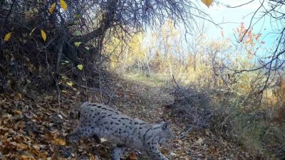 Nesli tükenme tehlikesi altında olduğu için koruma altına alınan vaşak,