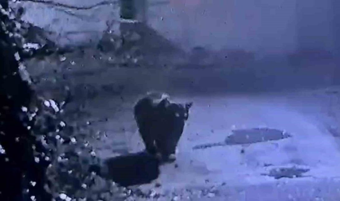 Rize’de vatandaşların yaşam alanlarına girerek insanları mağdur ettiği için av