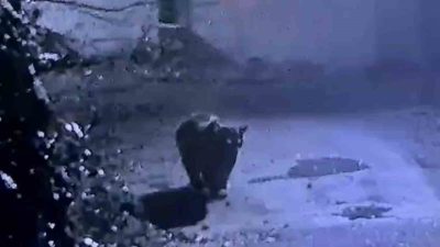 Rize’de vatandaşların yaşam alanlarına girerek insanları mağdur ettiği için av