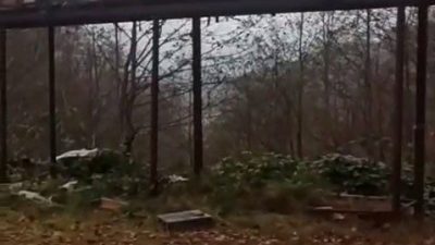 Rize’de ayılar arıcıların aldığı önlemlerini de aşarak yine kovanlara zarar