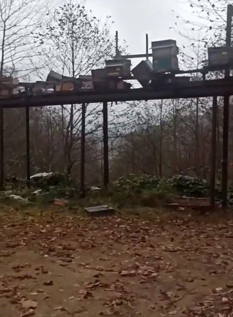 Rize’de ayılar arıcıların aldığı önlemlerini de aşarak yine kovanlara zarar
