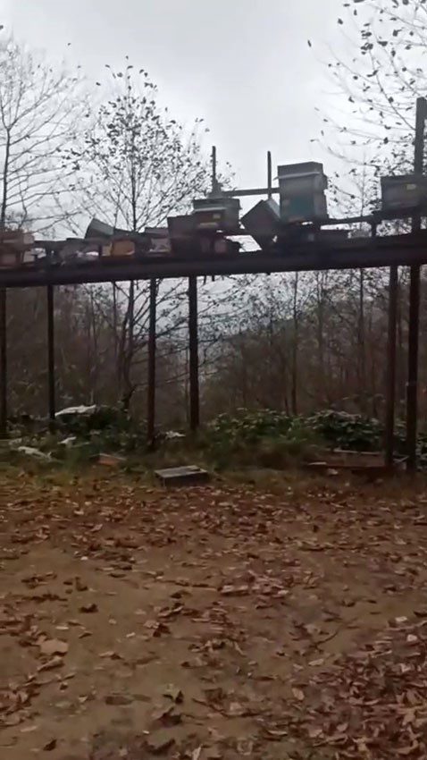 Rize’de ayılar arıcıların aldığı önlemlerini de aşarak yine kovanlara zarar