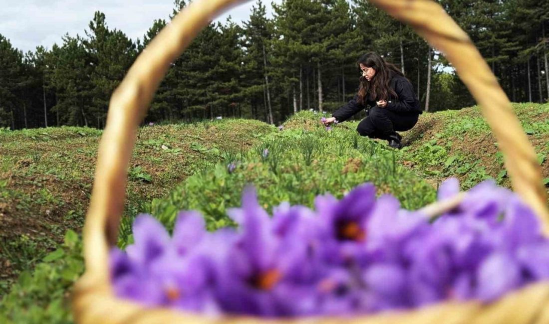 Karabük’ün Safranbolu ilçesiyle özdeşleşen safran başta olmak üzere yüksek katma