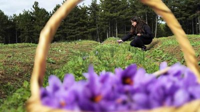 Karabük’ün Safranbolu ilçesiyle özdeşleşen safran başta olmak üzere yüksek katma