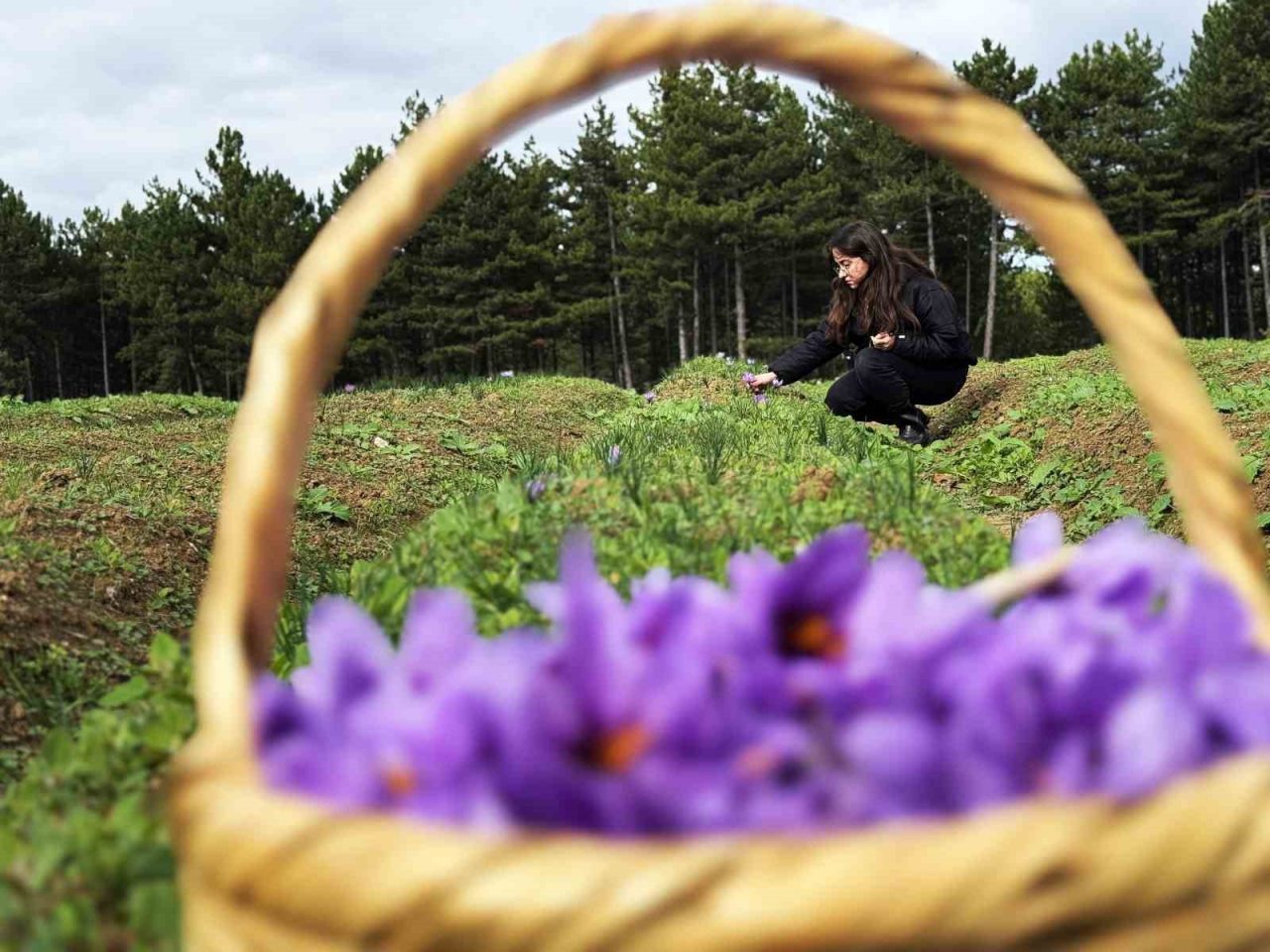 Karabük’ün Safranbolu ilçesiyle özdeşleşen safran başta olmak üzere yüksek katma