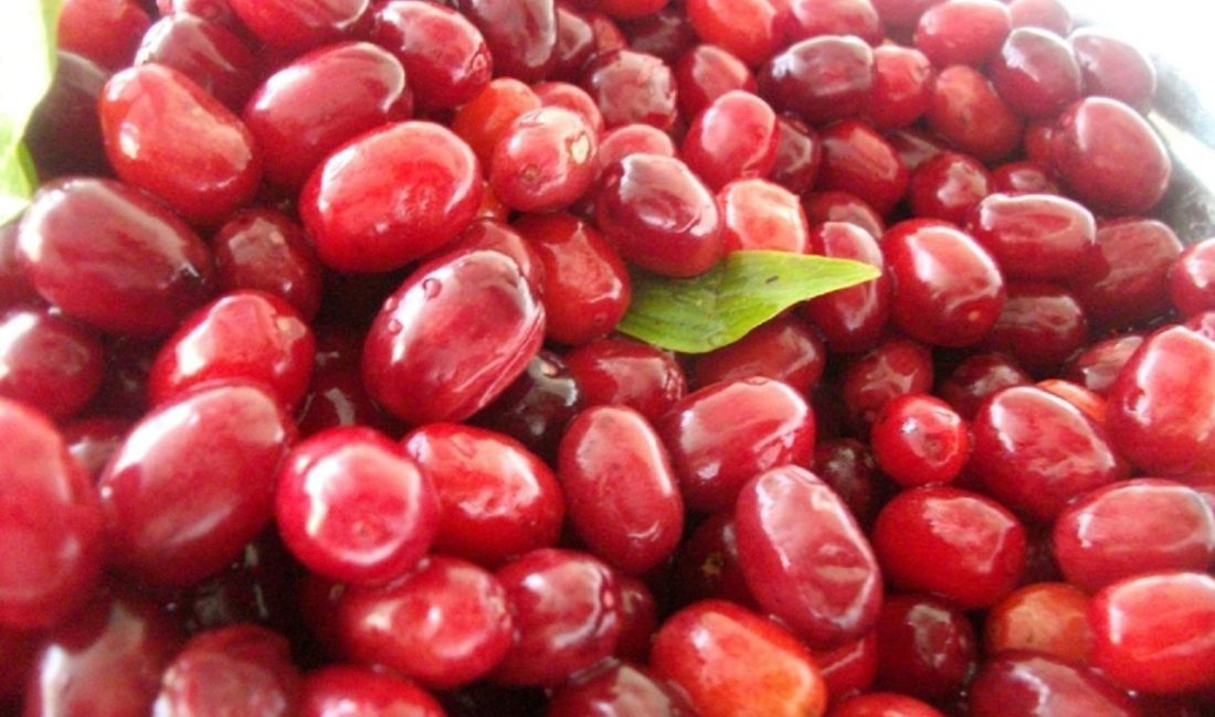 Uzman Diyetisyen Gaye Kural, kızılcığın bağışıklığı güçlendirerek grip ve soğuk