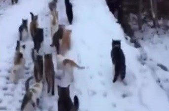 Erzincan’ın Kemah ilçesine bağlı Muratboynu köyünde bir vatandaş, kar yağışının